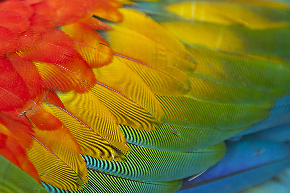 Shuar Cultural Festival: Voices of the Amazon