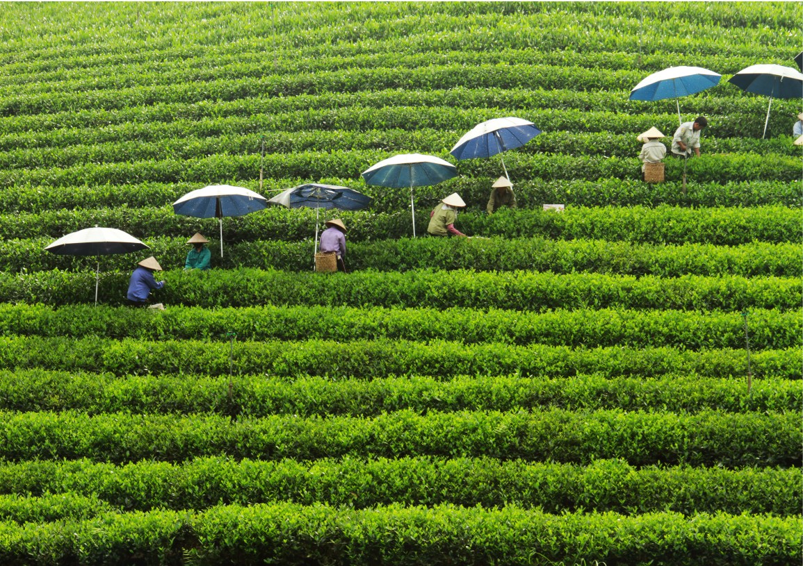 Vietnamese Tea Culture: The Journey from Tea Plant to Teacup