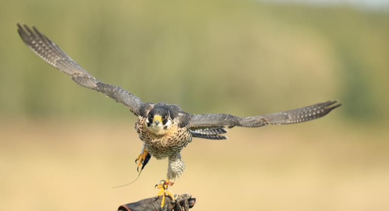Internationale Falknertagung 2026 / International Falconry Meeting 2026
