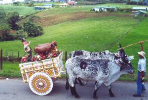 Oxherding and oxcart traditions in Costa Rica