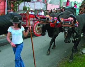 Oxherding and oxcart traditions in Costa Rica