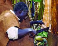 The Mutaba tree provides the raw material for the delicate manufacture of bark-cloth. Produced for the royal family and other Buganda community members and highly recognized as a marker of cultural traditions, this precious cloth is worn at coronations and healing ceremonies, funerals 
and social gatherings. 
