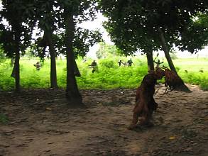 Le Kankurang, rite d’initiation mandingue