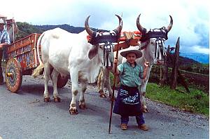 Oxherding and oxcart traditions in Costa Rica