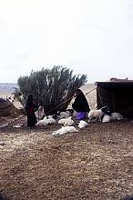 Cultural space of the Bedu in Petra and Wadi Rum