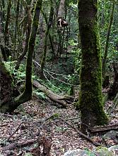 Whistled language of the island of La Gomera (Canary Islands), the Silbo Gomero