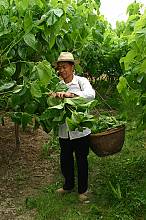 Sericulture and silk craftsmanship of China
