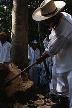 Ritual ceremony of the Voladores