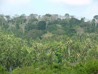 Les traditions et pratiques associées aux Kayas dans les forêts sacrées des Mijikenda En savoir plus sur l'élément