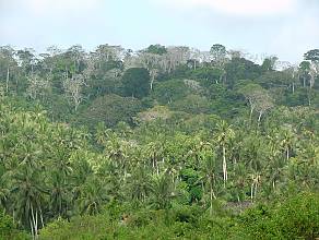 Traditions and practices associated with the Kayas in the sacred forests of the Mijikenda