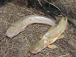 Sanké mon, collective fishing rite of the Sanké