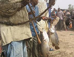 Sanké mon, collective fishing rite of the Sanké