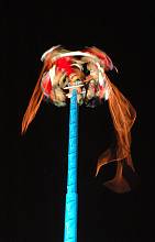Ritual ceremony of the Voladores