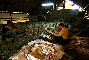 Sericulture and silk craftsmanship of China