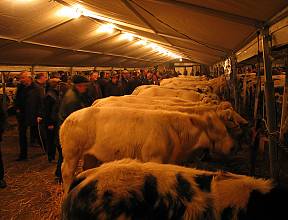 Houtem Jaarmarkt, foire annuelle d’hiver et marché aux bestiaux à Hautem-Saint-Liévin
