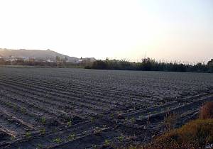 Irrigators’ tribunals of the Spanish Mediterranean coast: the Council of Wise Men of the plain of Murcia and the Water Tribunal of the plain of Valencia