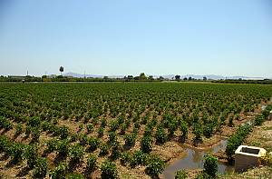 Irrigators’ tribunals of the Spanish Mediterranean coast: the Council of Wise Men of the plain of Murcia and the Water Tribunal of the plain of Valencia