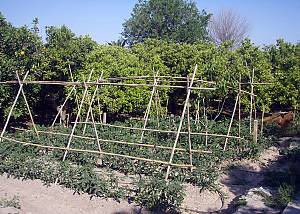 Irrigators’ tribunals of the Spanish Mediterranean coast: the Council of Wise Men of the plain of Murcia and the Water Tribunal of the plain of Valencia