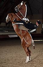 Equitation in the French tradition