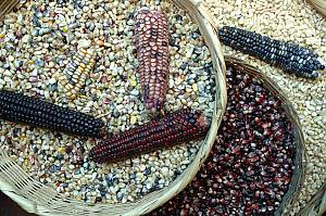 Traditional Mexican cuisine - ancestral, ongoing community culture, the Michoacán paradigm