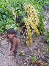 Yaokwa, the Enawene Nawe people's ritual for the maintenance of social and cosmic order