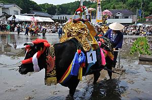Mibu no Hana Taue, ritual of transplanting rice in Mibu, Hiroshima