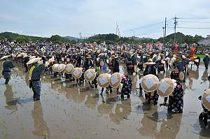 Mibu no Hana Taue, ritual of transplanting rice in Mibu, Hiroshima