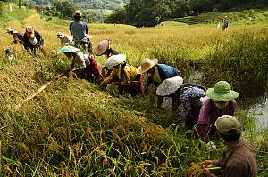 Hudhud chants of the Ifugao
