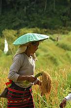 Le Hudhud, récits chantés des Ifugao