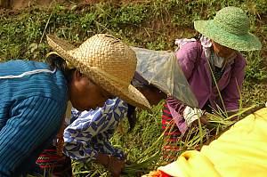 Le Hudhud, récits chantés des Ifugao
