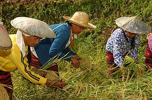 Le Hudhud, récits chantés des Ifugao