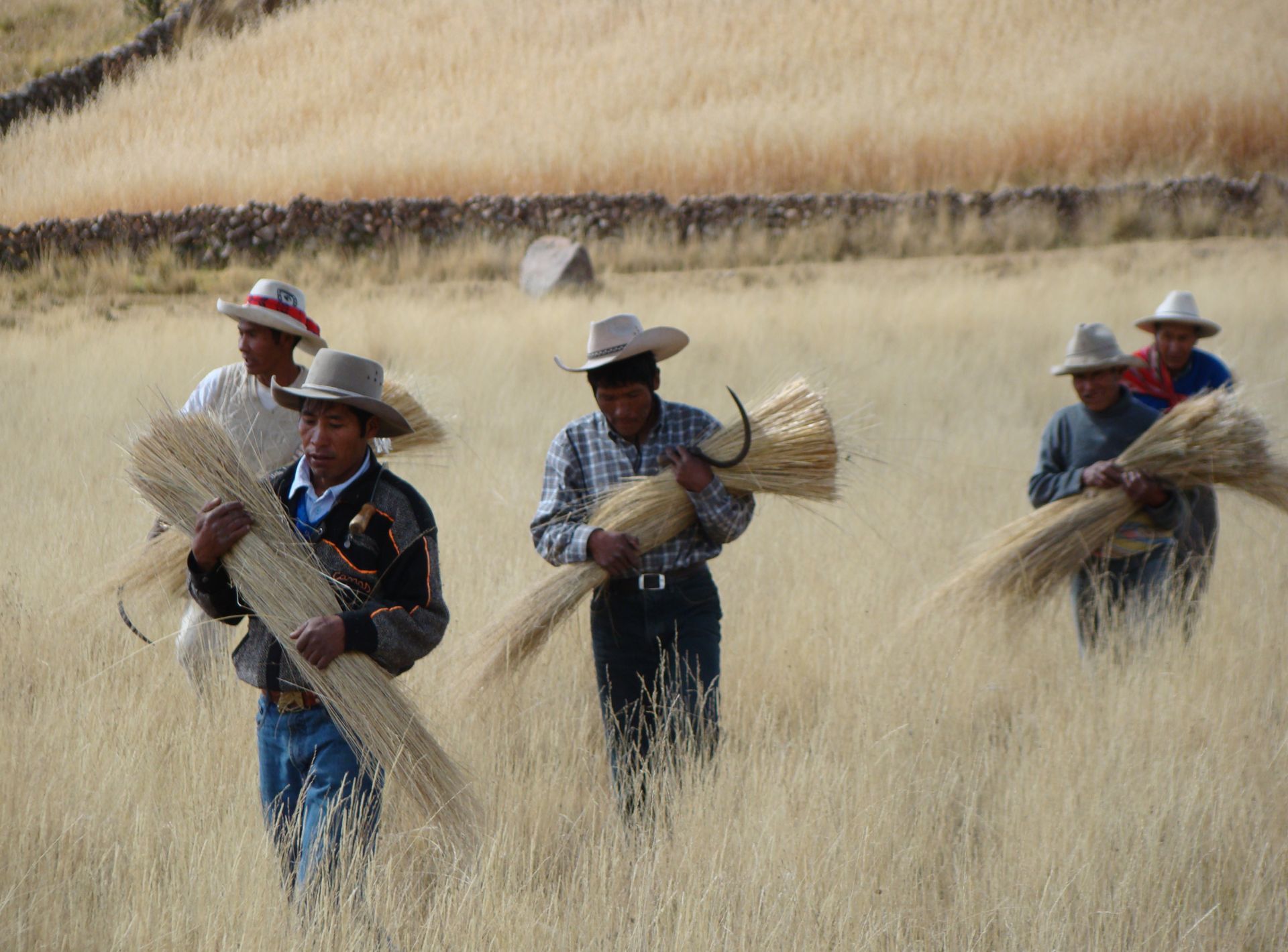 Trimming the q’oya (Andean straw used to make the bridge’s ropes)