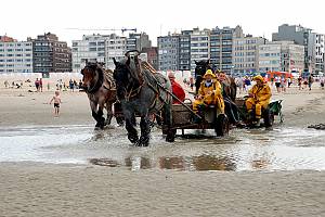 La pêche aux crevettes à cheval à Oostduinkerke