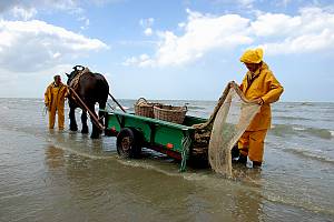 Shrimp fishing on horseback in Oostduinkerke