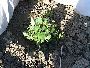 La pratique agricole traditionnelle de la culture de la « vite ad alberello » (taille de la vigne en gobelet) de la communauté de Pantelleria