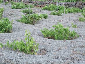 Traditional agricultural practice of cultivating the ‘vite ad alberello’ (head-trained bush vines) of the community of Pantelleria