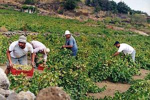 Traditional agricultural practice of cultivating the ‘vite ad alberello’ (head-trained bush vines) of the community of Pantelleria