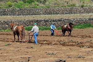 Traditional agricultural practice of cultivating the ‘vite ad alberello’ (head-trained bush vines) of the community of Pantelleria