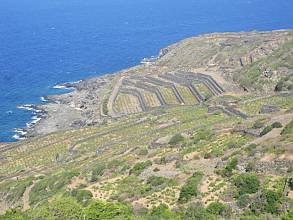 Traditional agricultural practice of cultivating the ‘vite ad alberello’ (head-trained bush vines) of the community of Pantelleria