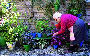 Fiesta of the patios in Cordova