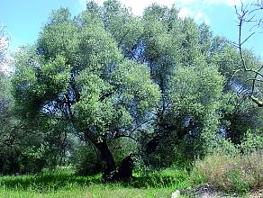Mediterranean diet