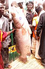 Argungu international fishing and cultural festival