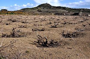 Traditional agricultural practice of cultivating the ‘vite ad alberello’ (head-trained bush vines) of the community of Pantelleria