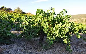 Traditional agricultural practice of cultivating the ‘vite ad alberello’ (head-trained bush vines) of the community of Pantelleria