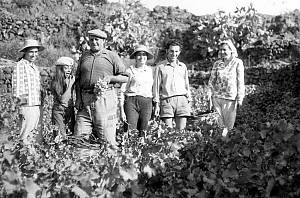 Traditional agricultural practice of cultivating the ‘vite ad alberello’ (head-trained bush vines) of the community of Pantelleria