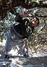 Know-how of cultivating mastic on the island of Chios