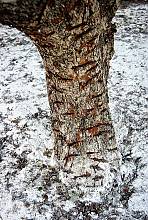 Know-how of cultivating mastic on the island of Chios