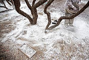 Know-how of cultivating mastic on the island of Chios