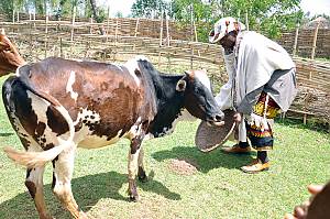 Fichee-Chambalaalla, New Year festival of the Sidama people