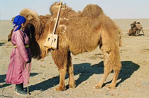 Coaxing ritual for camels